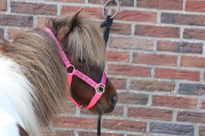 MHS Halster Neon Squares Mini Jaarling Roze
