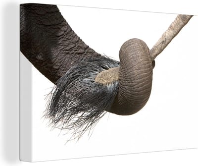 Canvas Schilderij Close-up van de slurf een jonge olifant die zijn moeders staart vasthoudt - 120x80 cm - Wanddecoratie