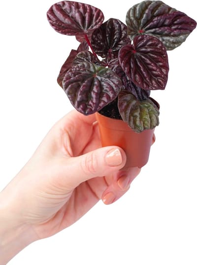 PLNTS - Baby Peperomia Quito - Kamerplant Rattenstaartjes- Kweekpot 6 cm - Hoogte 15 cm