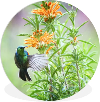 WallCircle - Wandcirkel 90x90 - Close-up van een kleurrijke vogel naast planten met oranje bloemen - Ronde schilderijen woonkamer - Wandbord rond - Muurdecoratie cirkel - Kamer decoratie binnen - Wanddecoratie muurcirkel - Woonaccessoires