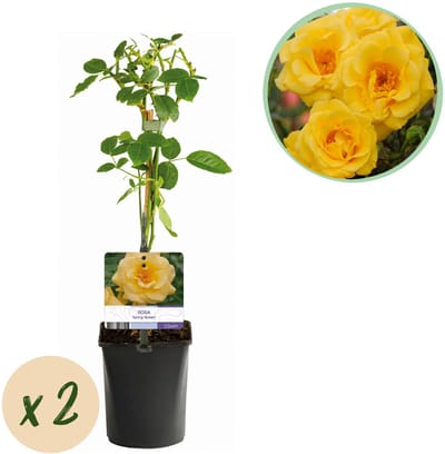 Plantenboetiek.nl | Klimroos - Rosa Spring Queen -Bloem Geel - Weinig onderhoud - 2 planten - Ø10cm - 30-40cm hoog - Tuinplant