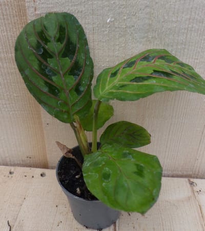 Warentuin natuurlijk - Maranta Leuconeura Tiengebodenplant Groen-Li...