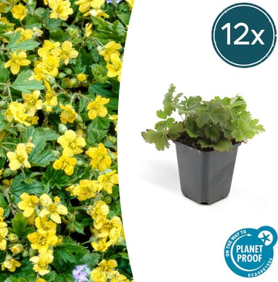 Tuinplantenshop.com | Waldsteinia ternata | 12 stuks - Ø9cm - 10-25cm hoog - Tuinplant - Multideal