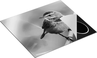 Chefcare Inductie Beschermer Kleurrijke Blauwborst Vogel op een Tak - Zwart Wit - 60x50 cm - Afdekplaat Inductie - Kookplaat Beschermer - Inductie Mat