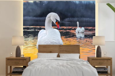 Behang - Fotobehang Zwaan - Vogel - Zonsondergang - Water - Breedte 300 cm x hoogte 300 cm