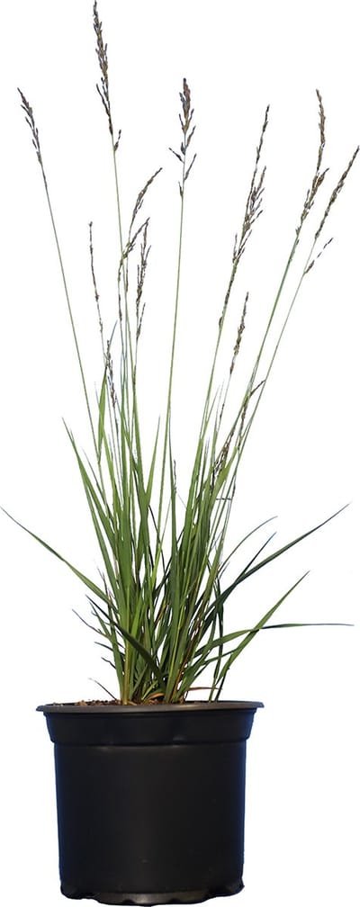 Set van 10 | Pijpenstrootje ‘Edith dudszus' Pot 20-25 cm - Bladverliezend - Geschikt als lage haag - Groeit opgaand - Weinig onderhoud