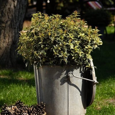 Plants Online BV - Planten - Set van 1 - Osmanthus heterophyllus 'Goshiki'