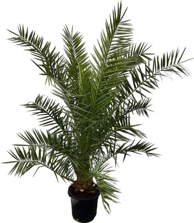Dadelpalm 170cm, Phoenix Canariensis