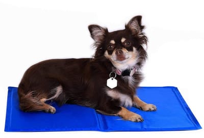 Koelmat voor Honden en Katten - Zelfkoelende Hondenmat zonder Elektriciteit - Opvouwbare Verkoelingsmat - Verkoelend door Lichaamscontact - Blauw - 90x50 cm (M)