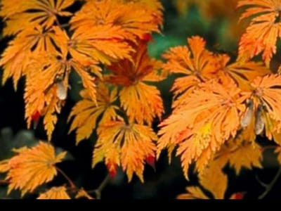 Acer jap. 'Aconitifolium' - Echte Japanse Esdoorn, Japanse Esdoorn 60- 80 cm in pot
