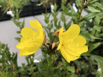 6 x Oenothera fruticosa 'Fyrverkeri' - Teunisbloem - P9 Pot (9 x 9cm) - Dima Vaste Planten