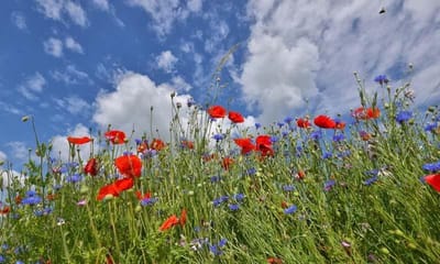 Fotobehang bermbloemen met klaprozen 350 x 260 cm - € 235,--