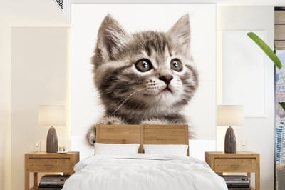 Behang - Fotobehang Poes - Grijs - Dieren - Breedte 165 cm x hoogte 220 cm