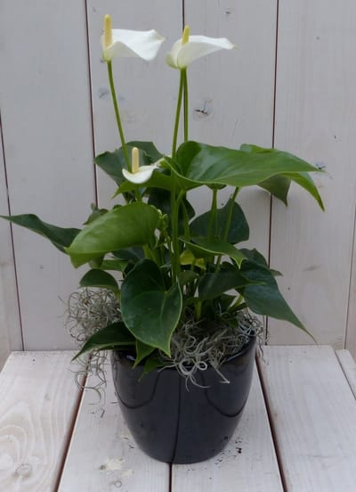 Flamingoplant Anthurium wit in zwarte/antraciete pot 40 cm