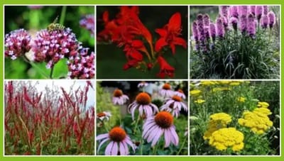 Borderpakket Vrolijke Vlindertuin (9 planten: 1,5m2) - Vaste planten - Bijen-Vlinders - Snijbloemen - Geurend - Bodembedekkers