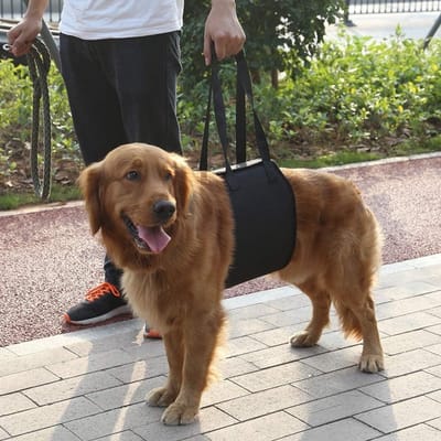 Lifting Harness voor Oudere en Zieke Honden, Ideaal voor Trappen en Auto's, Maat XL