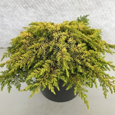 Juniperus comm. 'Lemon Carpet' - Jeneverbes | 25-30 cm pot
