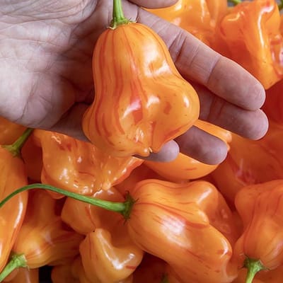Peper zaden - Zebrange