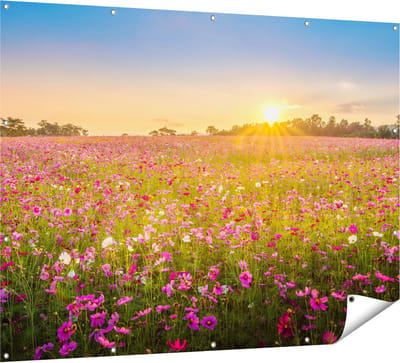 Gards Tuinposter Bloemenveld met Roze Kosmos - 160x120 cm - Tuindoek - Tuindecoratie - Wanddecoratie buiten - Tuinschilderij