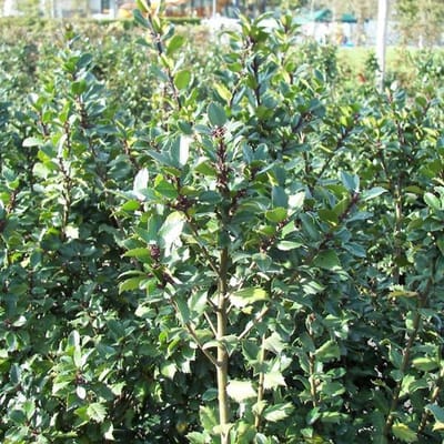 Ilex Meserveae 'Blue Prince' - Blauwe hulst;Amerikaanse hulst 40-60 cm pot