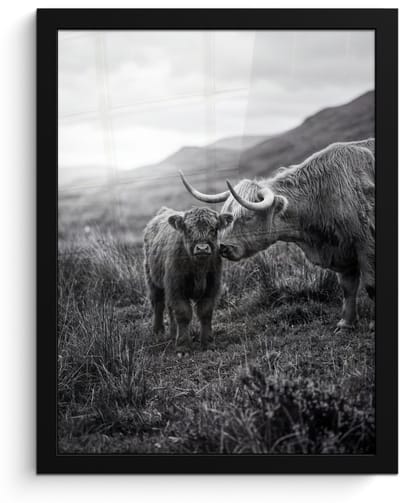 Poster in lijst - Fotolijst 30x40 cm - Posters - Schotse hooglander - Kalf - Zwart - Wit - Posterlijst zwart - Decoratie - Wanddecoratie woonkamer - Muurdecoratie slaapkamer