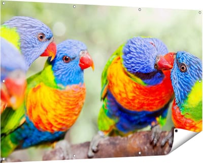Gards Tuinposter Vier Regenboog Lori Vogels op een Tak - 150x100 cm - Tuindoek - Tuindecoratie - Wanddecoratie buiten - Tuinschilderij