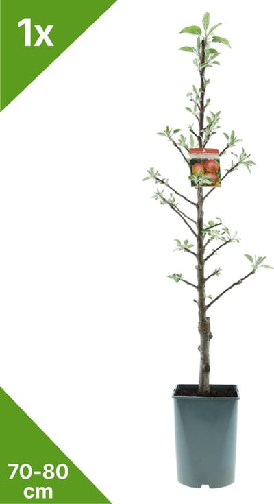 GARDENZO - 1x Zuil Appel - Malus domestica 'Red Sensation' - 70/80 cm in 4 ltr. pot