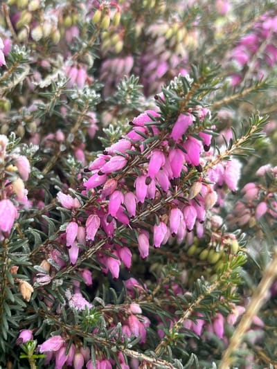 Winterheide Roze - 10 Stuks - Erica carnea 'Winterfreude' - P10.5 - Plant - Tuinplant - Heide