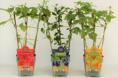 Fruitplanten mix - 3 verschillende soorten fruit - 1 Blauwe Bosbes, 1 Gele Framboos en een Rode Framboos- op rek - Hoogte 60 / 70 Cm