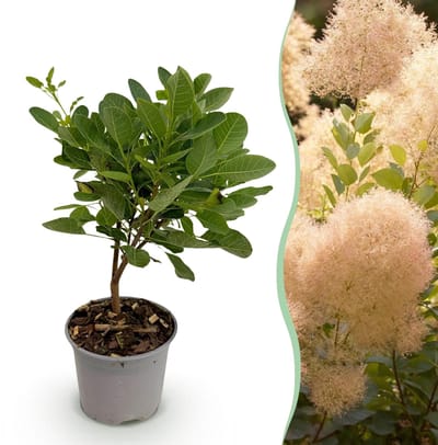 Green boutiQ - Tuinplant - Cotinus coggyria Young Lady - Groen 1 Plant - Bladverliezend - Weinig Onderhoud - Pot 12cm Hoogte 35cm