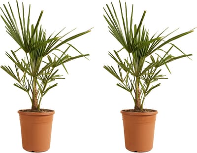 Bloomique - Set van 2 - Trachycarpus Fortunei - Chinese Waaierpalm - Palmboom Winterhard - Tuinplanten - Hoogte 60-80 cm - Pot 21 cm