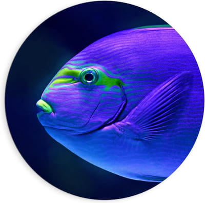 Dibond Wandcirkel - Blauw/Groen Visje in de Zee - 90x90cm Foto op Aluminium Wandcirkel (met ophangsysteem)