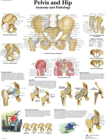Het menselijk lichaam - anatomie poster bekken en heup (gelamineerd, 50x67 cm) + ophangsysteem