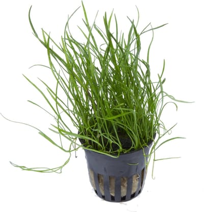 Moerings Lilaeopsis mauritius | Grasplant | in 5 cm pot