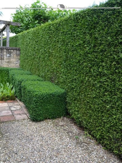 Levensboom Thuja plicata Martin 180-200 cm, 5x Haagplant