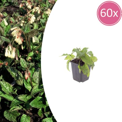 Tuinplantenshop.com | Symphytum grandiflorum | 60 stuks - Ø9cm - 10-25cm hoog - Tuinplant