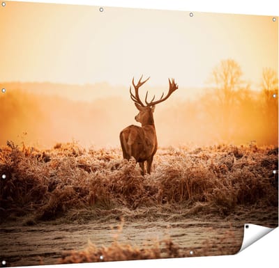 Gards Tuinposter Hert in de Wei tijdens de Zonsopkomst - 150x120 cm - Tuindoek - Tuindecoratie - Wanddecoratie buiten - Tuinschilderij