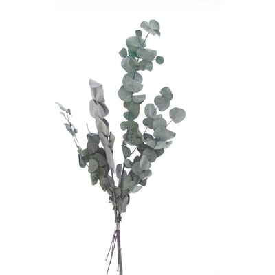 Eucalyptus Cinerea geprepareerd