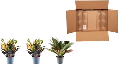 Codiaeum Variegatum-variëteiten set van 3 kamerplanten, ca. 30 cm hoog, ø12