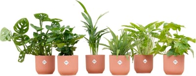 Plantenboetiek.nl | Planten inclusief elho Vibes Fold Round roze | 6 stuks - Ø14cm - 30cm hoog - Kamerplant - Complete set - Plant met pot - Multideal
