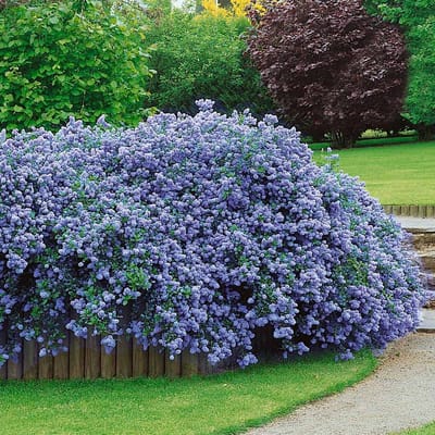 12 x Amerikaanse Sering Blauw XL - Winterharde Struik - Ceanothus thyrsiflorus 'Repens' in C2(liter) pot met hoogte 10-30cm