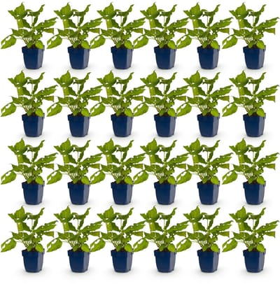 Green boutiQ - Vasteplant - Persicaria amplexicaulis - Duizendknoop - Bijen en Vlinderlokkers - Rood - 24 Planten - Pot 11cm - Hoogte 15-25cm