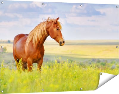 Gards Tuinposter Bruin Paard in de Wei - 120x80 cm - Tuindoek - Tuindecoratie - Wanddecoratie buiten - Tuinschilderij