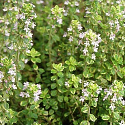 6 x Thymus Citriodorus 'Aureus' - Citroentijm pot 9x9cm