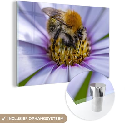 ® Glasschilderij 180x120 cm - Schilderij acrylglas - Hommel opzoek naar nectar in een prachtig paars gekleurde plant - Foto op glas - Muurdecoratie woonkamer - Wanddecoratie slaapkamer - Schilderijen