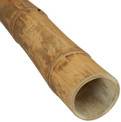 Masters of Bamboo® Bamboe Paal Guadua - 100 cm - Ø 13-15 cm