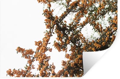 Muurstickers - Sticker Folie - Bloemen - Takken - Natuur - 30x20 cm - Plakfolie - Muurstickers Kinderkamer - Zelfklevend Behang - Zelfklevend behangpapier - Stickerfolie
