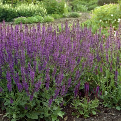 6x Salvia nem. 'Ostfriesland' - 10-25cm - Ø9cm