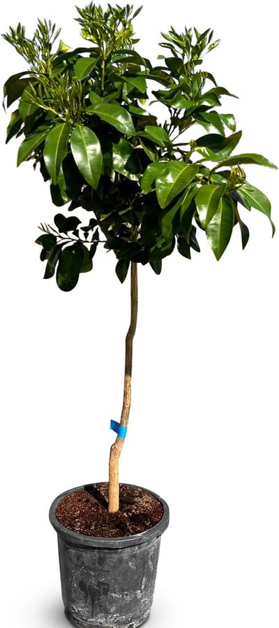 Sunny Tree - Grapefruitboom 150 cm - Citrus Paradisi - 8 Jaar Oud - Fruitboom in 18L Pot - Voor Binnen en Buiten