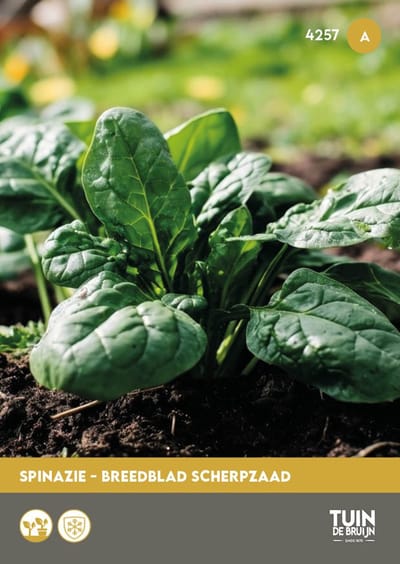 Spinazie Zaden Breedblad Scherpzaad – Spinacia oleracea – Groentezaden voor Moestuin – Voorjaars- en Herfstteelt - Tuin de Bruijn® zaden